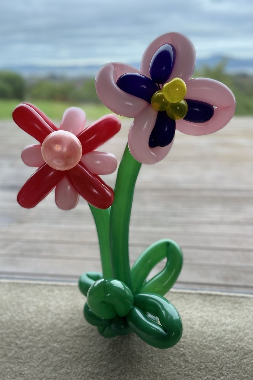 Balloon Flowers